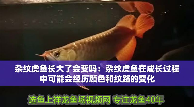 雜紋虎魚長大了會變嗎：雜紋虎魚在成長過程中可能會經(jīng)歷顏色和紋路的變化