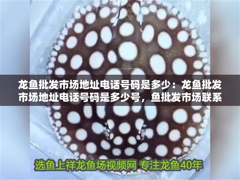 龍魚批發(fā)市場(chǎng)地址電話號(hào)碼是多少：龍魚批發(fā)市場(chǎng)地址電話號(hào)碼是多少號(hào)，魚批發(fā)市場(chǎng)聯(lián)系方式及地址