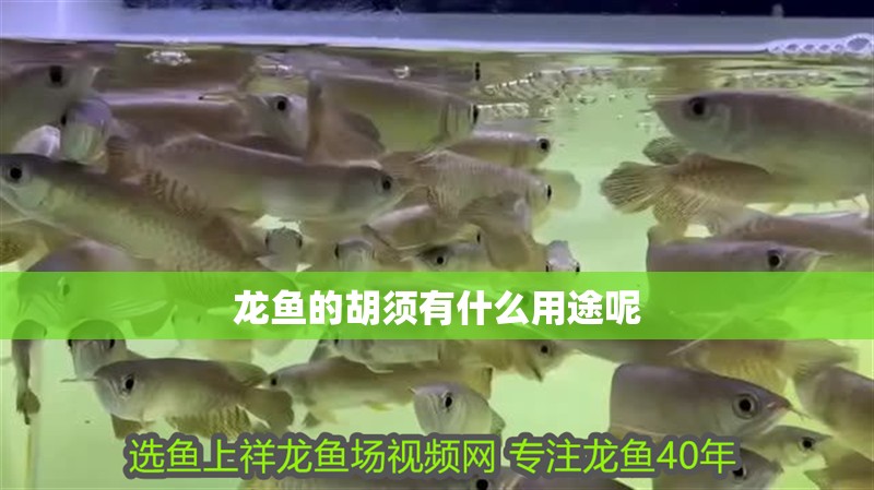 龍魚的胡須有什么用途呢