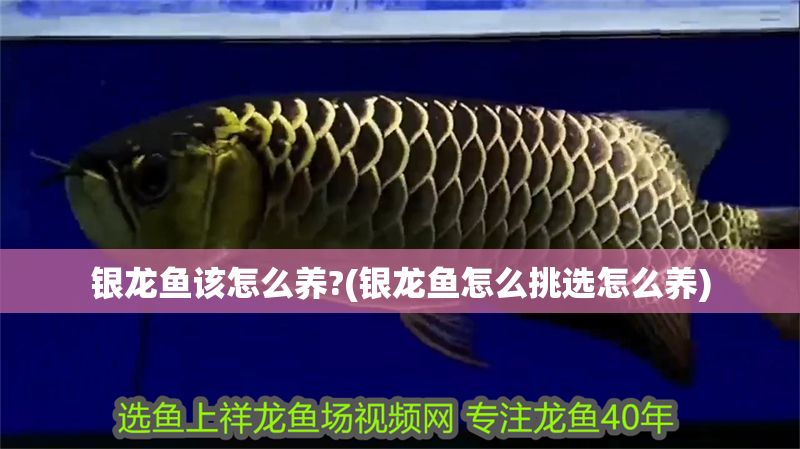 銀龍魚該怎么養?(銀龍魚怎么挑選怎么養)
