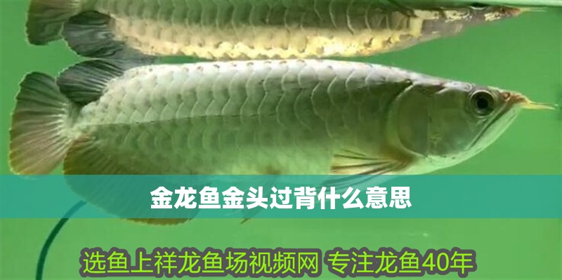 金龍魚金頭過背什么意思