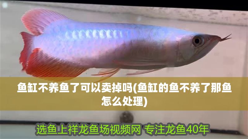 魚缸不養(yǎng)魚了可以賣掉嗎(魚缸的魚不養(yǎng)了那魚怎么處理)