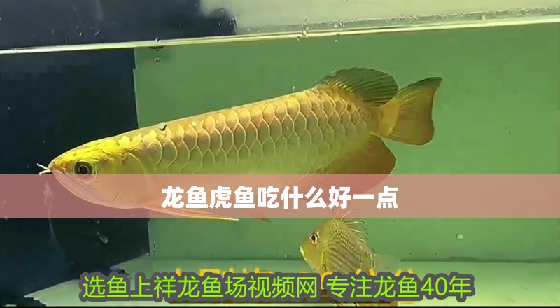 龍魚虎魚吃什么好一點