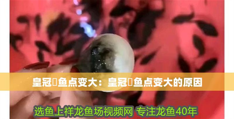 皇冠魟魚點變大：皇冠魟魚點變大的原因