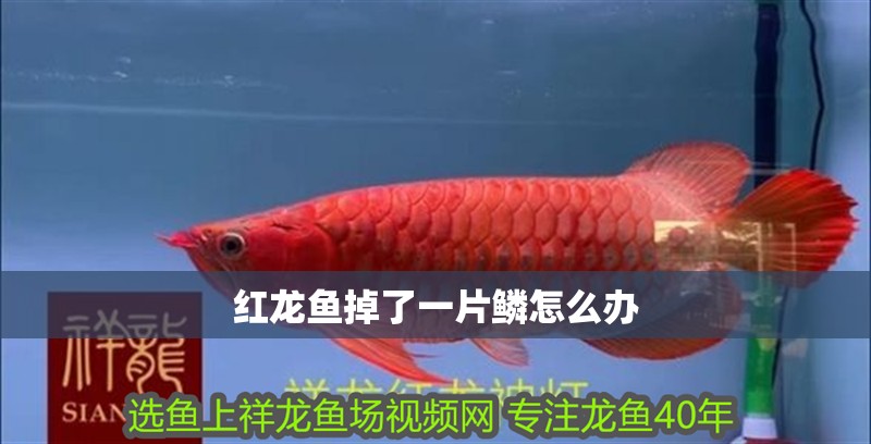 紅龍魚掉了一片鱗怎么辦