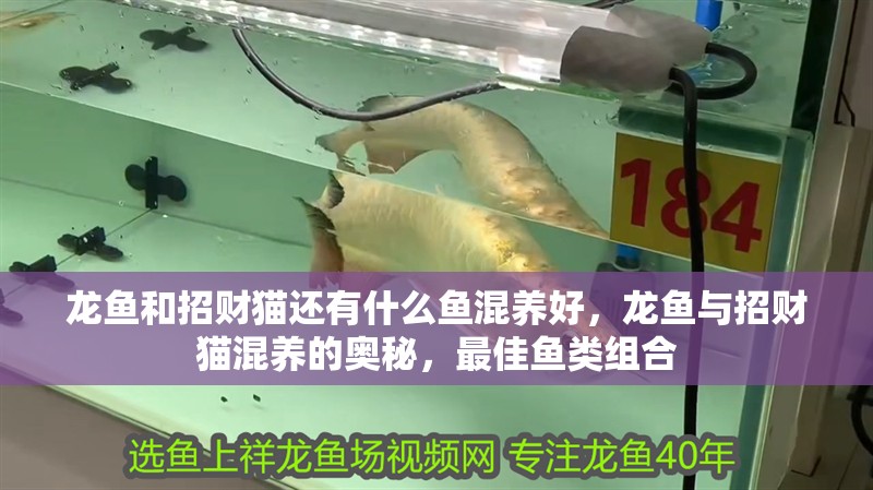 龍魚和招財貓還有什么魚混養(yǎng)好，龍魚與招財貓混養(yǎng)的奧秘，最佳魚類組合