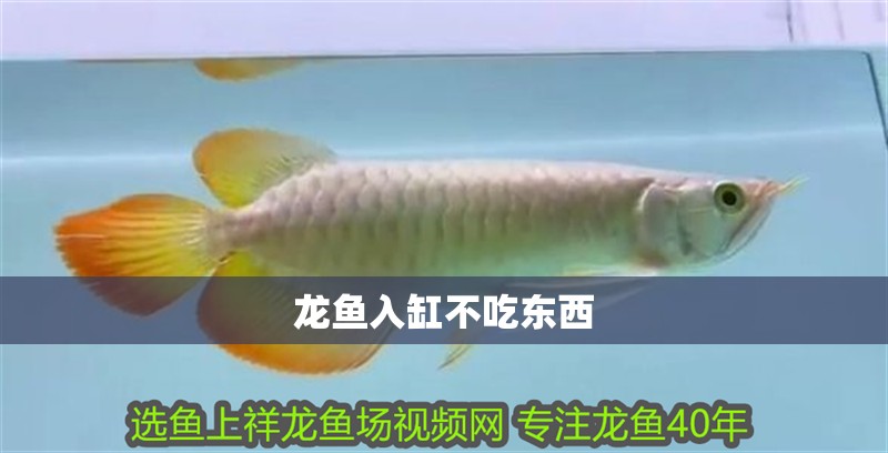 龍魚入缸不吃東西