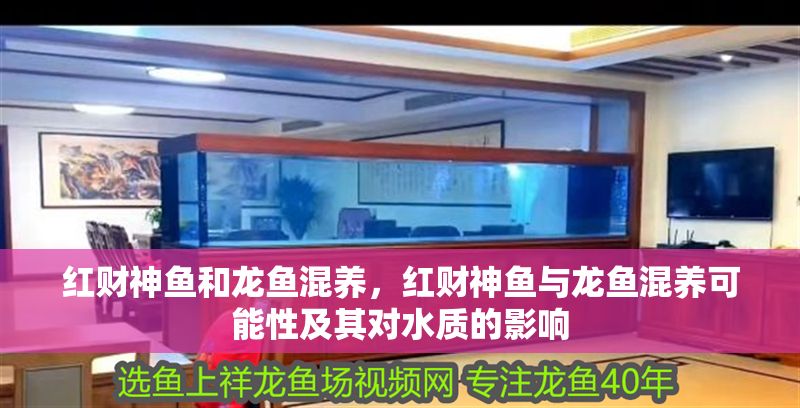 紅財神魚和龍魚混養(yǎng)，紅財神魚與龍魚混養(yǎng)可能性及其對水質的影響