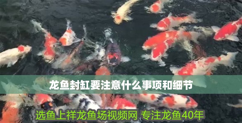 龍魚封缸要注意什么事項(xiàng)和細(xì)節(jié)