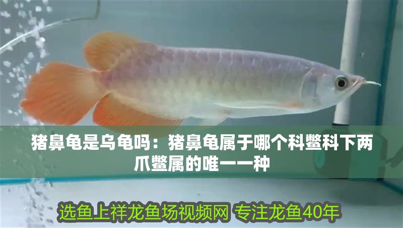 豬鼻龜是烏龜嗎：豬鼻龜屬于哪個科鱉科下兩爪鱉屬的唯一一種