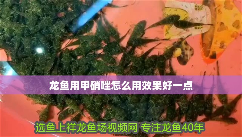 龍魚用甲硝唑怎么用效果好一點