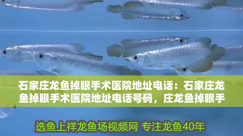 石家莊龍魚掉眼手術醫院地址電話：石家莊龍魚掉眼手術醫院地址電話號碼，莊龍魚掉眼手術醫院，專業治療，地址電話一網 石家莊龍魚掉眼手術醫院地址電話：石家莊龍魚掉眼手術醫院地址電話號碼，莊龍魚掉眼手術醫院，專業治療，地址電話一網 水族問答