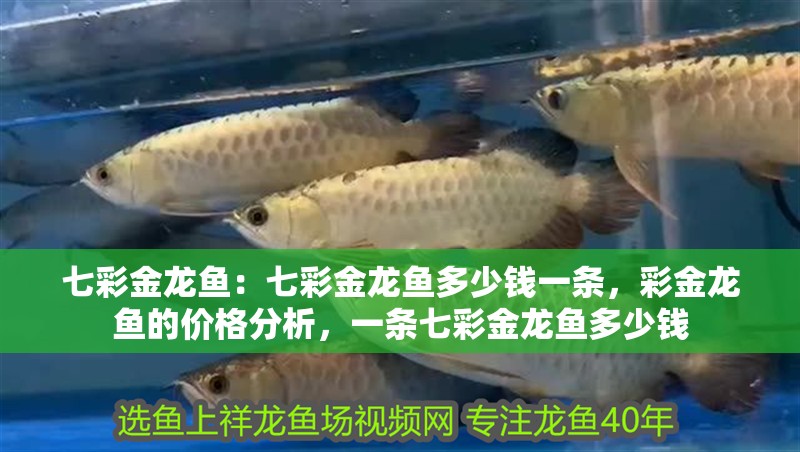 七彩金龍魚：七彩金龍魚多少錢一條，彩金龍魚的價格分析，一條七彩金龍魚多少錢