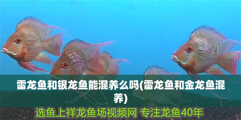 雷龍魚和銀龍魚能混養(yǎng)么嗎(雷龍魚和金龍魚混養(yǎng))