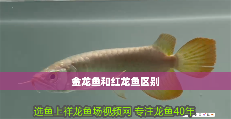 金龍魚和紅龍魚區別