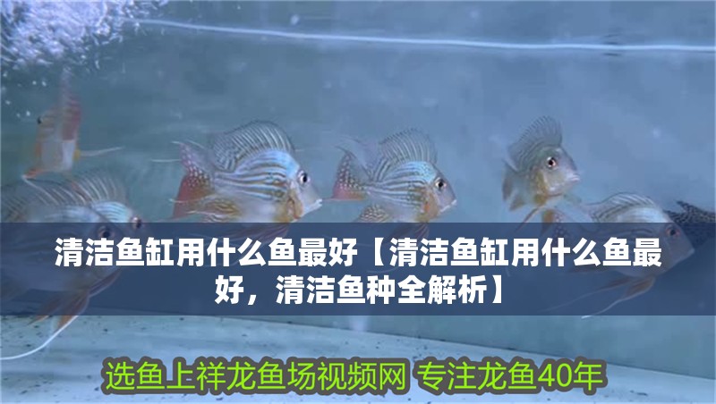 清潔魚缸用什么魚最好【清潔魚缸用什么魚最好，清潔魚種全解析】