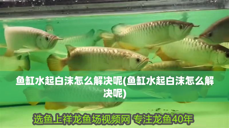 魚缸水起白沫怎么解決呢(魚缸水起白沫怎么解決呢)