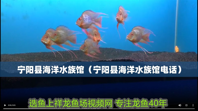寧陽縣海洋水族館（寧陽縣海洋水族館電話）