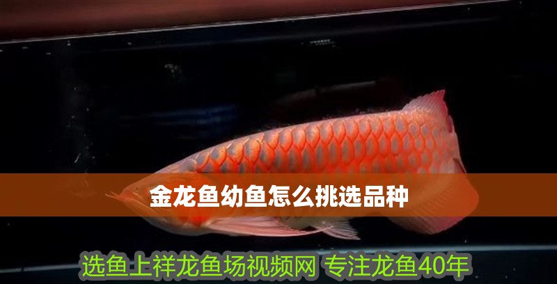 金龍魚幼魚怎么挑選品種