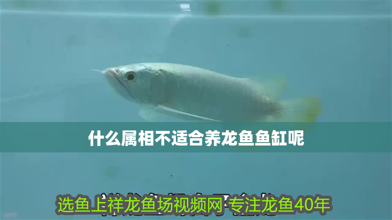 什么屬相不適合養龍魚魚缸呢