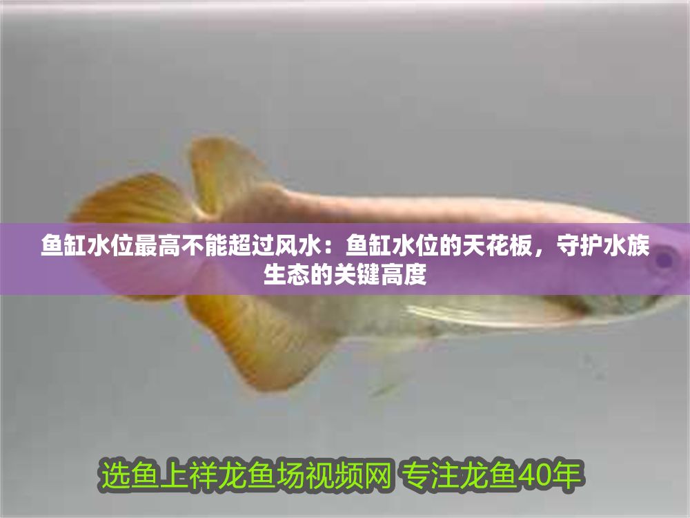 魚缸水位最高不能超過風水：魚缸水位的天花板，守護水族生態的關鍵高度