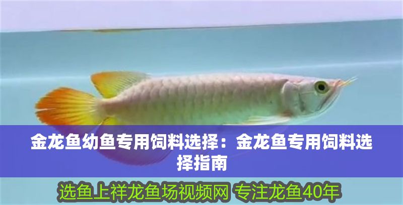 金龍魚幼魚專用飼料選擇：金龍魚專用飼料選擇指南