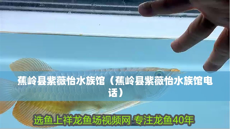 蕉嶺縣紫薇怡水族館（蕉嶺縣紫薇怡水族館電話）