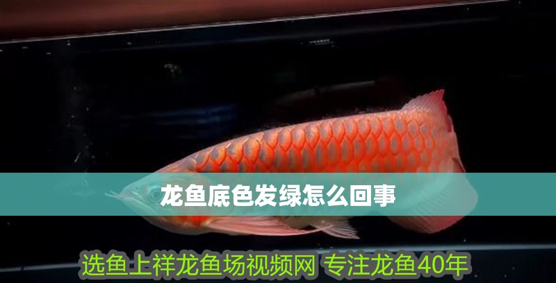 龍魚底色發綠怎么回事