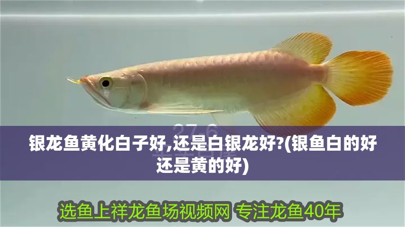 銀龍魚黃化白子好,還是白銀龍好?(銀魚白的好還是黃的好)