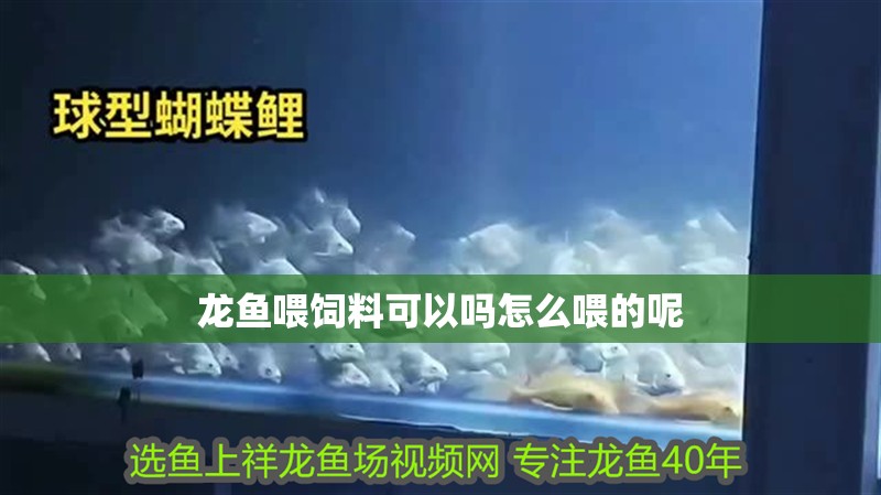 龍魚喂飼料可以嗎怎么喂的呢 龍魚百科 第2張 龍魚喂飼料可以嗎怎么喂的呢 龍魚喂飼料可以嗎怎么喂的呢 龍魚百科 第2張