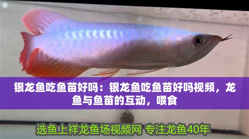 銀龍魚吃魚苗好嗎：銀龍魚吃魚苗好嗎視頻，龍魚與魚苗的互動(dòng)，喂食