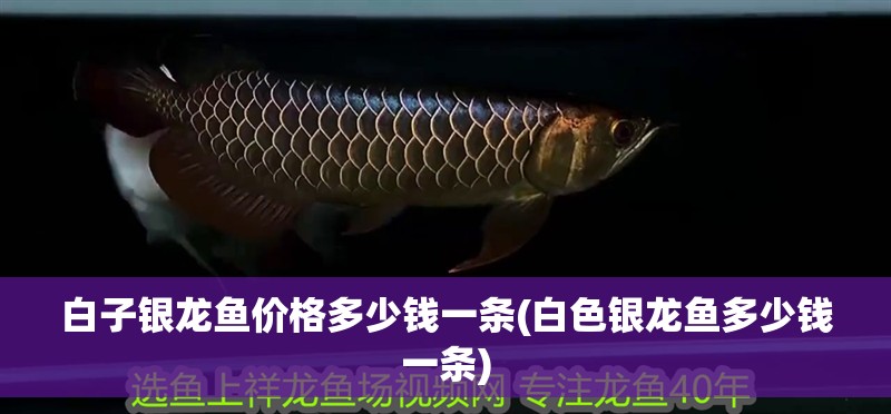 白子銀龍魚價格多少錢一條(白色銀龍魚多少錢一條)