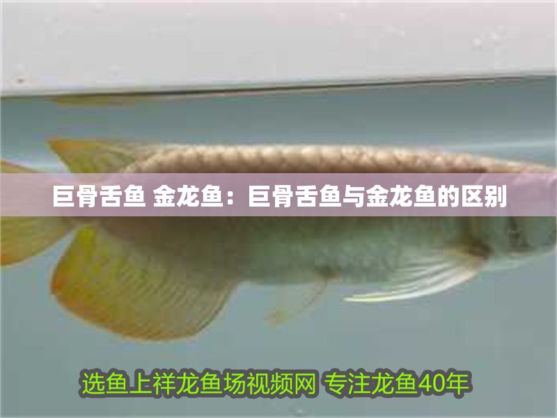 巨骨舌魚 金龍魚：巨骨舌魚與金龍魚的區別