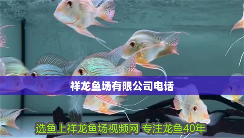 祥龍魚場有限公司電話
