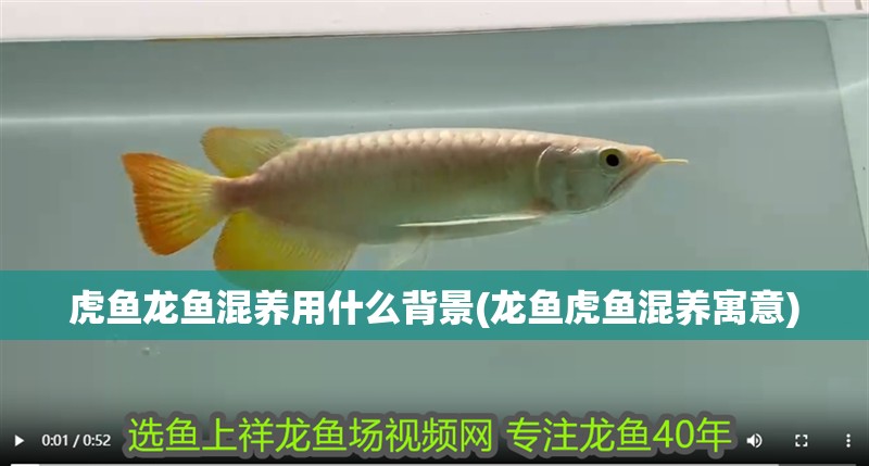 虎魚龍魚混養用什么背景(龍魚虎魚混養寓意) 虎魚龍魚混養用什么背景(龍魚虎魚混養寓意) 虎魚百科