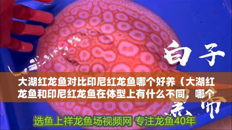 大湖紅龍魚對比印尼紅龍魚哪個好養（大湖紅龍魚和印尼紅龍魚在體型上有什么不同，哪個更大一些）