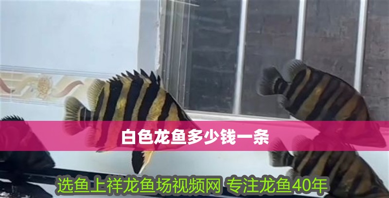 白色龍魚多少錢一條