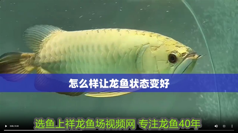 怎么樣讓龍魚狀態(tài)變好