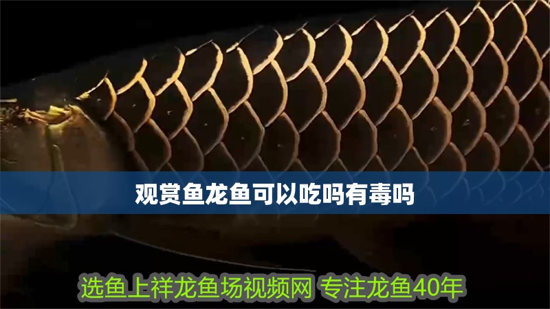 觀賞魚龍魚可以吃嗎有毒嗎