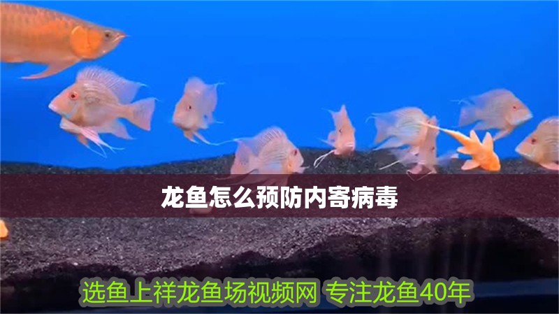 龍魚怎么預防內寄病毒
