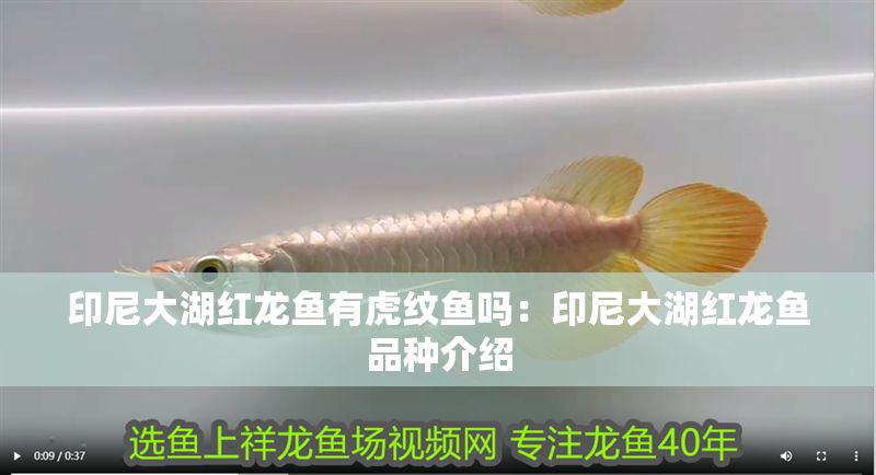 印尼大湖紅龍魚有虎紋魚嗎：印尼大湖紅龍魚品種介紹