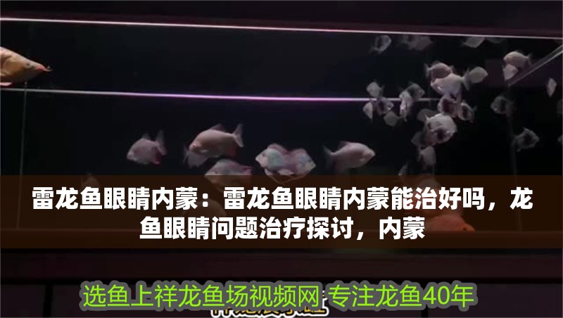 雷龍魚眼睛內(nèi)蒙：雷龍魚眼睛內(nèi)蒙能治好嗎，龍魚眼睛問題治療探討，內(nèi)蒙
