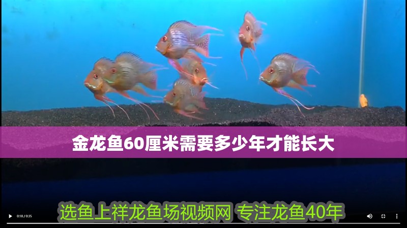 金龍魚60厘米需要多少年才能長大