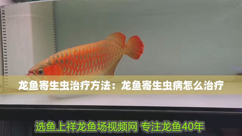 龍魚寄生蟲治療方法：龍魚寄生蟲病怎么治療