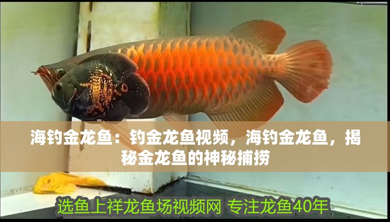 海釣金龍魚：釣金龍魚視頻，海釣金龍魚，揭秘金龍魚的神秘捕撈