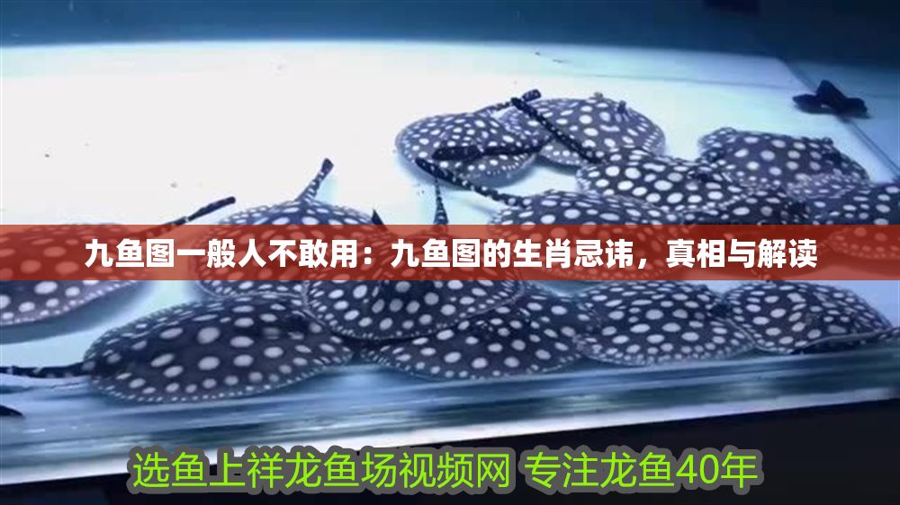 九魚圖一般人不敢用：九魚圖的生肖忌諱，真相與解讀