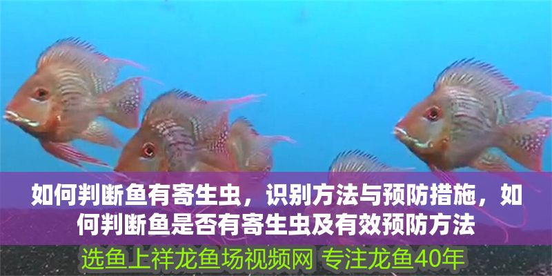 如何判斷魚有寄生蟲，識(shí)別方法與預(yù)防措施，如何判斷魚是否有寄生蟲及有效預(yù)防方法