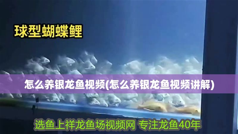 怎么養銀龍魚視頻(怎么養銀龍魚視頻講解)