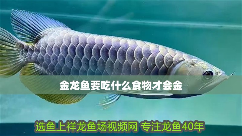 金龍魚要吃什么食物才會金