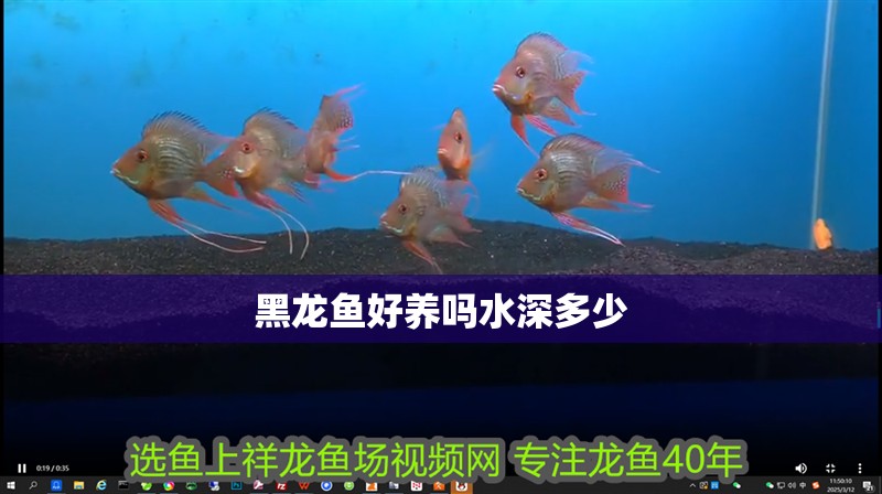 黑龍魚(yú)好養(yǎng)嗎水深多少